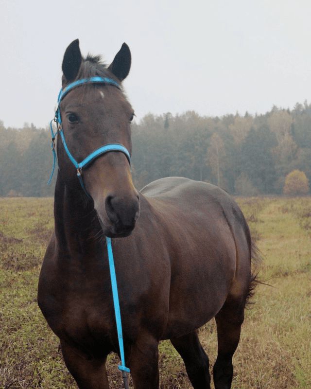 Бьерн